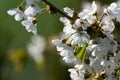 Flowering of fruit trees. White flowers on a cherry tree branch. Spring in the fruit orchard Royalty Free Stock Photo