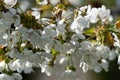 Flowering of fruit trees. White flowers on a cherry tree branch. Spring in the fruit orchard Royalty Free Stock Photo