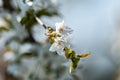 Flowering of fruit trees. White flowers on a cherry tree branch. Spring in the fruit orchard Royalty Free Stock Photo