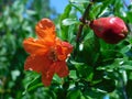 Flowering fruiting pomegranate