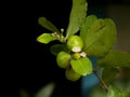 flowering and fruiting trees