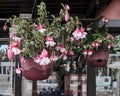 Flowering fuchsia hybrida plant with pink white flowers, hanging in flowerpot Royalty Free Stock Photo