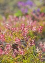 Flowering Fumaria, fumitory Royalty Free Stock Photo