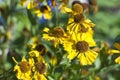 Flowering gaillardia flowers Royalty Free Stock Photo