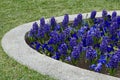 Flowering garden with bloom of blue hyacinth and pansy or Viola altaica, Sofia