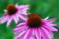 Flowering garden flowers Royalty Free Stock Photo