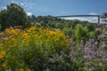 the flowering garden with perenial flowers Royalty Free Stock Photo