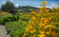 The flowering garden with perenial flowers