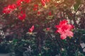 Flowering garden. Red flowers of rhododendron. Azalea plant in bloom. Spring background. Royalty Free Stock Photo