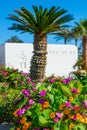 Flowering garden - red and pink hibiscus and palm trees Royalty Free Stock Photo