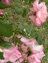 A flowering garden with roses