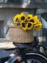 Flowering garden sunflowers in a basket on the seat of a vintage motorcycle