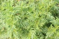 A flowering garden with Tagetes tenuifolia plant