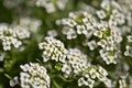 Flowering garden variety of Lobularia maritima, sweet alyssum Royalty Free Stock Photo