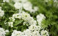 Flowering garden variety of Lobularia maritima, sweet alyssum Royalty Free Stock Photo