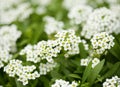 Flowering garden variety of Lobularia maritima, sweet alyssum Royalty Free Stock Photo