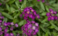 Flowering garden variety of Lobularia maritima, sweet alyssum Royalty Free Stock Photo