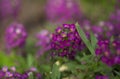 Flowering garden variety of Lobularia maritima, sweet alyssum Royalty Free Stock Photo