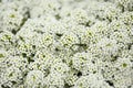 Flowering garden variety of Lobularia maritima, sweet alyssum Royalty Free Stock Photo