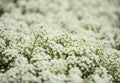 Flowering garden variety of Lobularia maritima, sweet alyssum Royalty Free Stock Photo