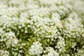 Flowering garden variety of Lobularia maritima, sweet alyssum Royalty Free Stock Photo