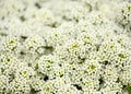 Flowering garden variety of Lobularia maritima, sweet alyssum Royalty Free Stock Photo