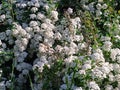Flowering gardens in May-month in Apsheronsk Royalty Free Stock Photo