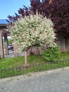 Flowering gardens in May-month in Apsheronsk Royalty Free Stock Photo