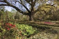 Flowering gardens at Rosedown Plantation.