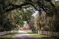 Flowering gardens at Rosedown Plantation.