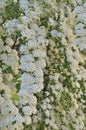 Flowering garland spirea x cinerea Grefsheim clusters, bright white blooming flowers pattern background, large detailed vertic Royalty Free Stock Photo