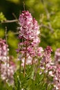 Flowering gas plant (Dictamnus albus) in natural habitat