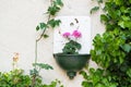 Flowering Geranium on wall house in Wachau valley, Austria Royalty Free Stock Photo