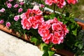 Flowering geraniums