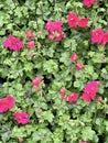 Flowering geraniums, geraniaceae, at a plant market.