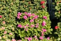 Flowering geraniums in a spring flower market