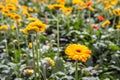 Flowering Gerbera plants from close Royalty Free Stock Photo