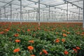 Flowering gerberas in a large greenhouse Royalty Free Stock Photo