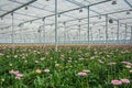 Flowering gerberas in a large greenhouse Royalty Free Stock Photo