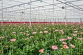 Flowering gerberas in a large greenhouse Royalty Free Stock Photo