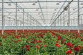 Flowering gerberas in a large greenhouse Royalty Free Stock Photo