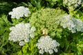 Flowering giant hogweed from close Royalty Free Stock Photo