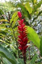 A red flowering Ginger plant in a rainforest in Maui Royalty Free Stock Photo