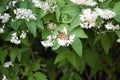 Ginseng bloom and butterfly pollination Royalty Free Stock Photo