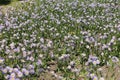 Flowering glade of Erigeron speciosus in June