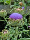 Flowering Globe Artichoke plant - Cynara scolymus Royalty Free Stock Photo