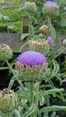 Flowering Globe Artichoke plant Cynara scolymus Royalty Free Stock Photo