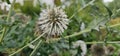 a flowering globe thistle (Echinops sphaerocephalus) with a bee Royalty Free Stock Photo