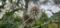 a flowering globe thistle (Echinops sphaerocephalus) with a bee Royalty Free Stock Photo