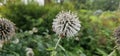 a flowering globe thistle (Echinops sphaerocephalus) with a bee Royalty Free Stock Photo